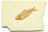 Detailed Fossil Fish (Knightia) - Wyoming #372355-1